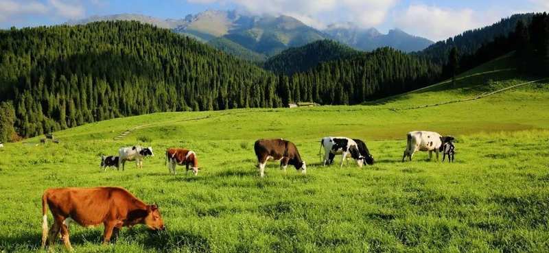 江布拉克景区2026年优惠政策全面解读：免票条款、成本控制与最优出行方案