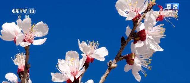  深度拆解“赏花经济”底层逻辑：新疆英吉沙县如何用17万亩杏花撬动乡村产业升级 文化旅游