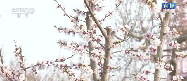  深度拆解“赏花经济”底层逻辑：新疆英吉沙县如何用17万亩杏花撬动乡村产业升级 文化旅游