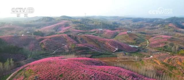  深度拆解“赏花经济”底层逻辑：新疆英吉沙县如何用17万亩杏花撬动乡村产业升级 文化旅游